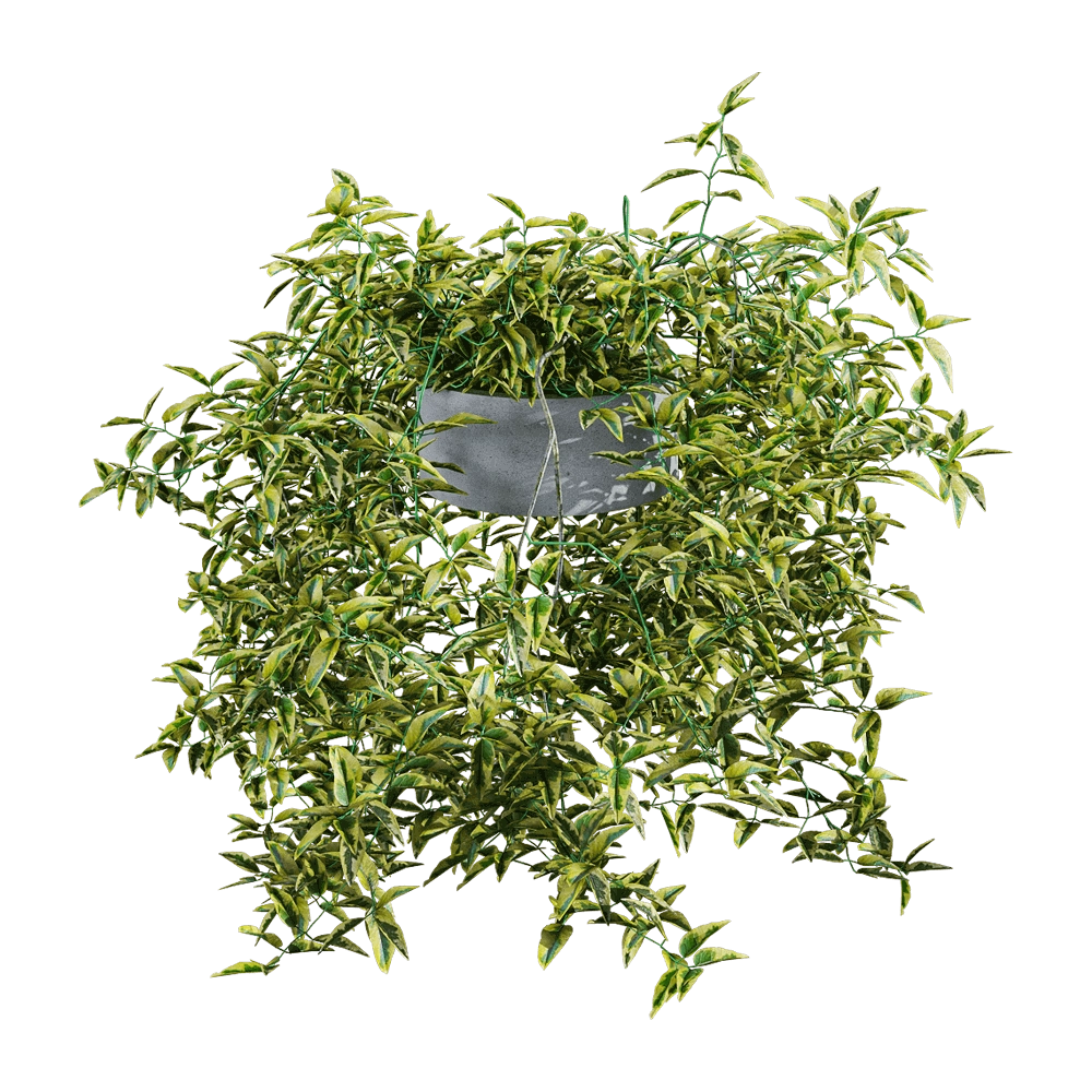 decoration – Solanum jasminoides variegata 6 3D Model decoration – Solanum jasminoides variegata 6 3D Model