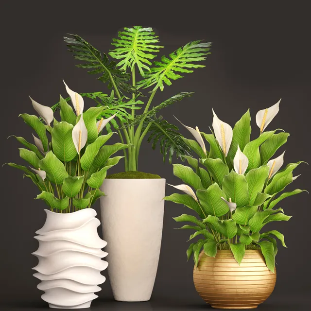 decoration – Spathiphyllum big set 05 3D Model