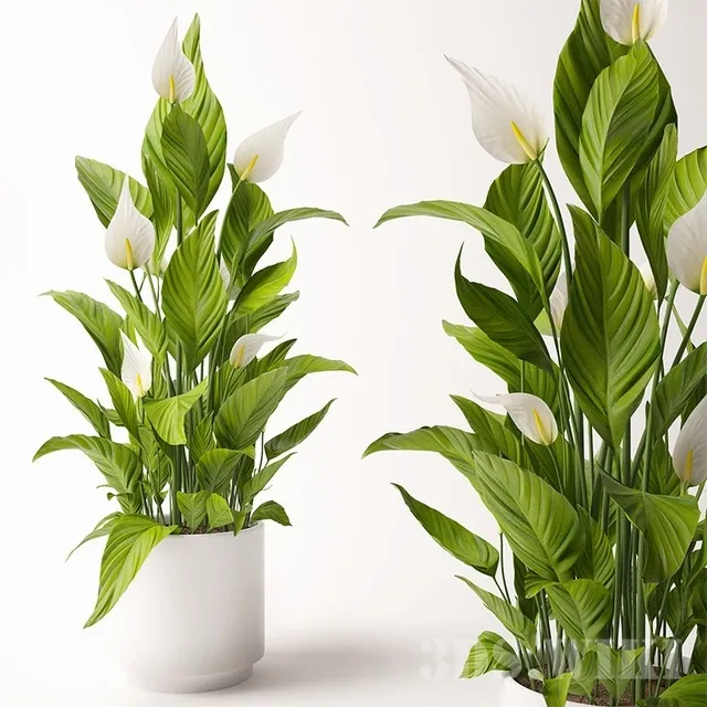 decoration – Spathiphyllum flowers in a pot 3D Model