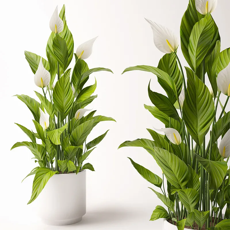 decoration – Spathiphyllum plant 1 3D Model