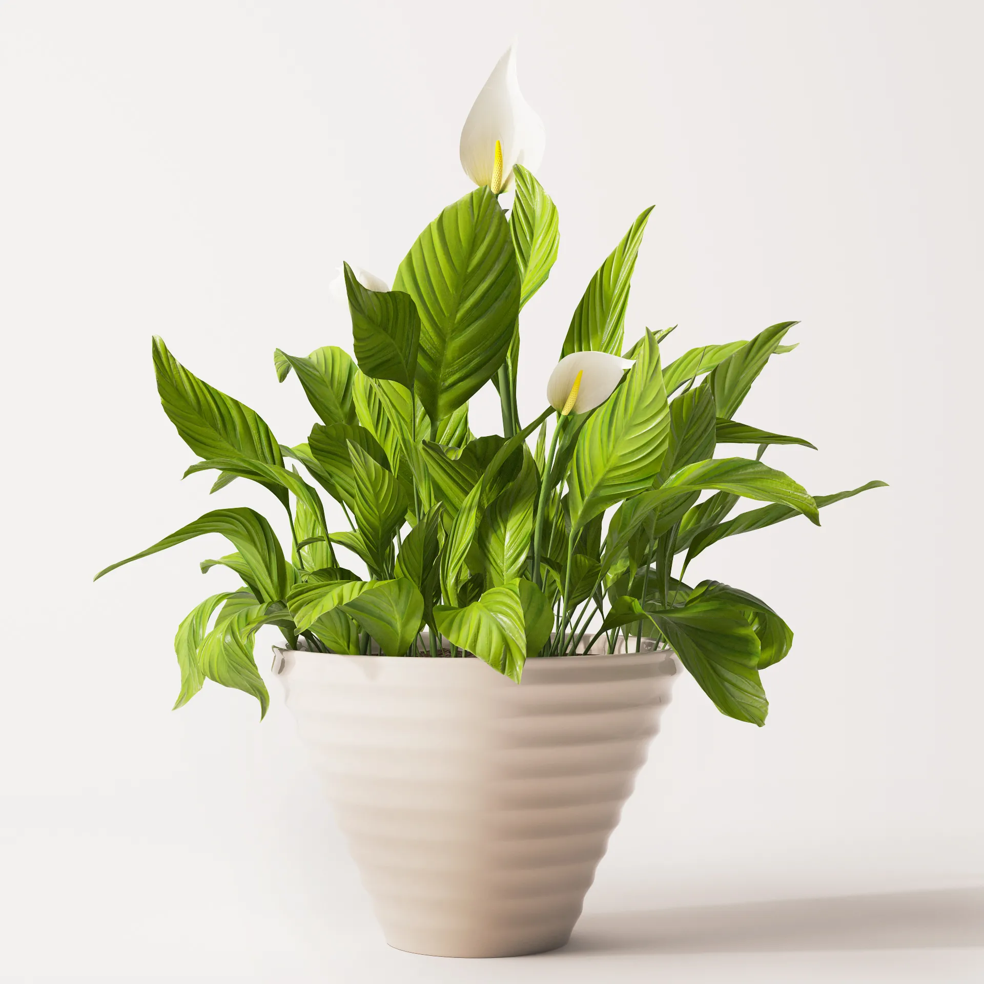 decoration – Spathiphyllum plant 2 3D Model