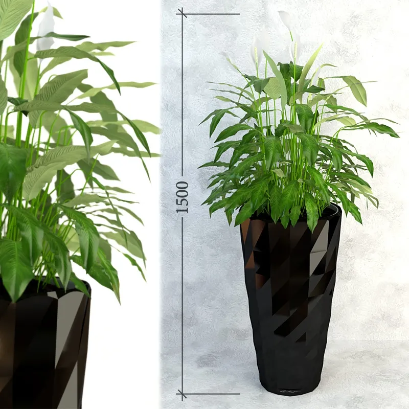 decoration – Spatifillum plant 007 3D Model