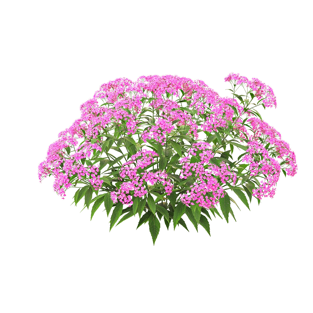 decoration – Spiraea japonica 03 3D Model