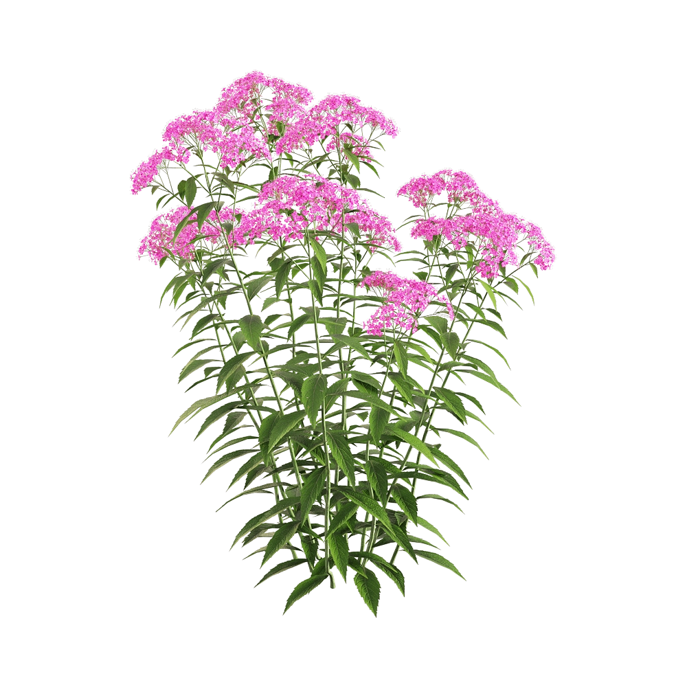 decoration – Spiraea japonica 1 3D Model
