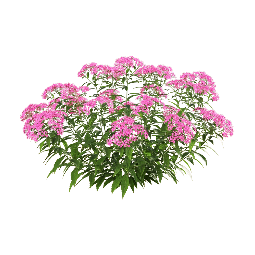 decoration – Spiraea japonica 2 3D Model