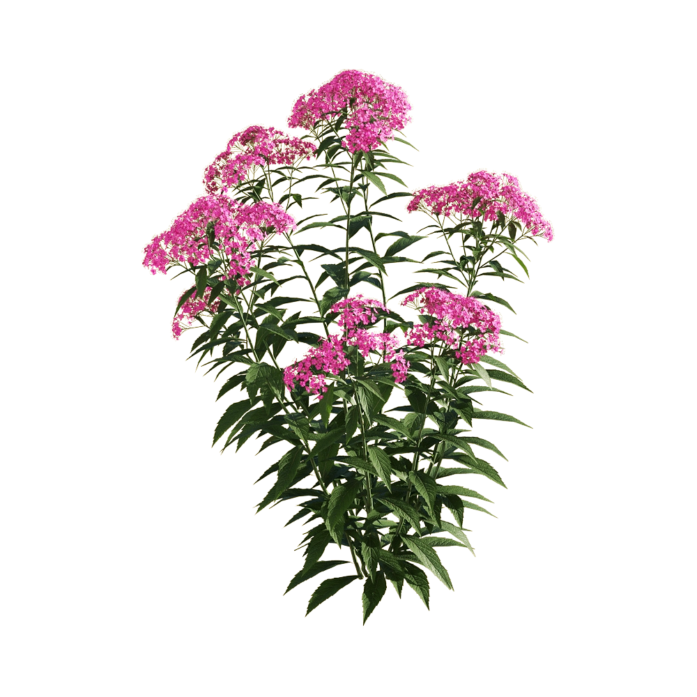 decoration – Spiraea japonica 4 3D Model