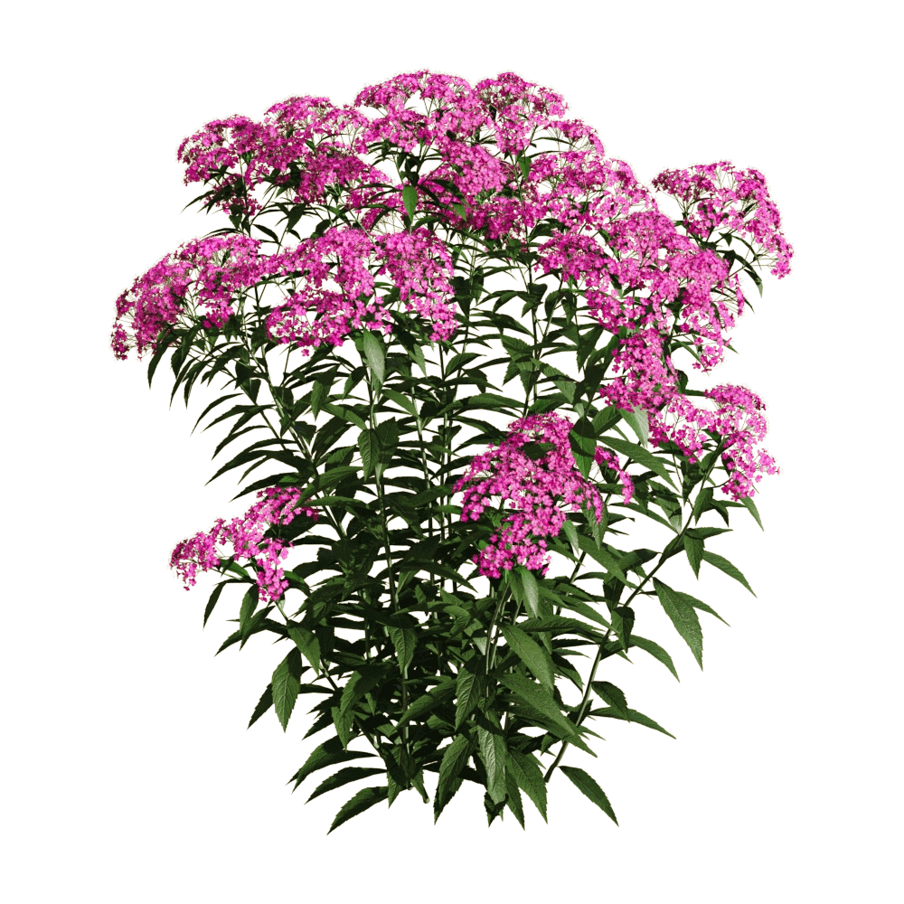 decoration – Spiraea japonica 5 3D Model