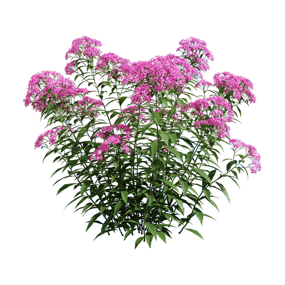 decoration – Spiraea japonica 6 3D Model decoration – Spiraea japonica 6 3D Model