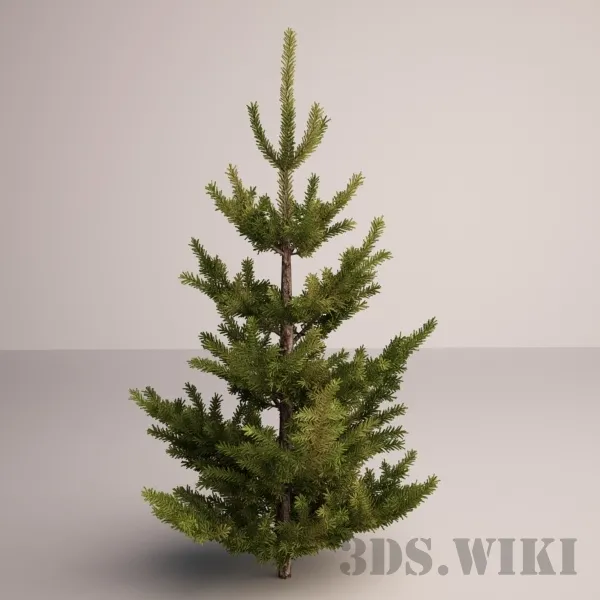 decoration – Spruce – Pine family 3D Model