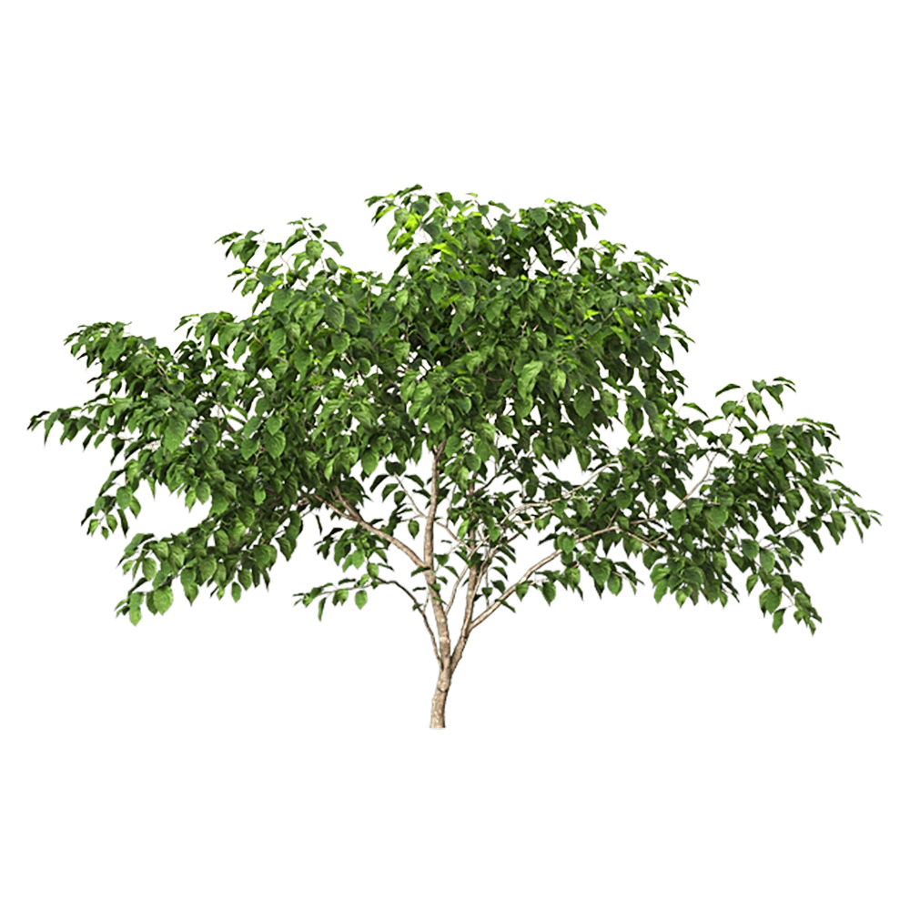 decoration – Stachyuru praecox 1 3D Model