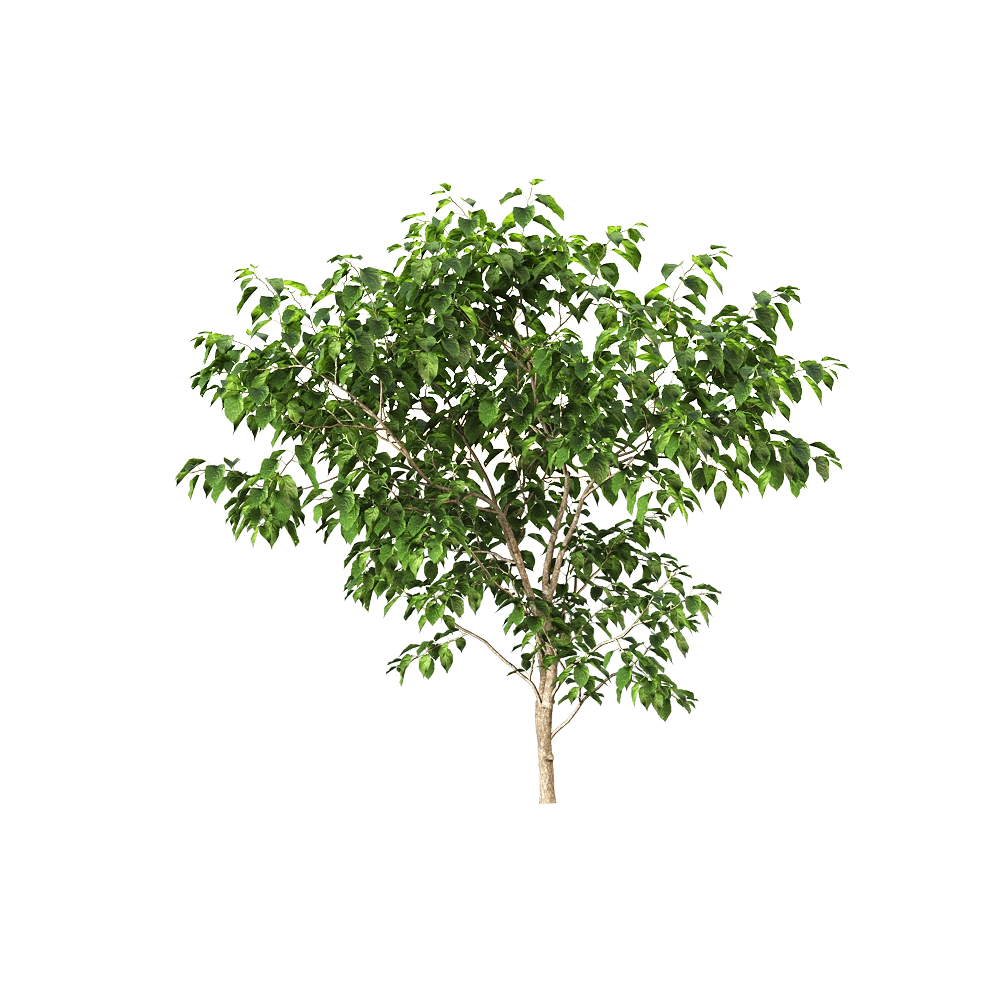 decoration – Stachyuru praecox 2 3D Model