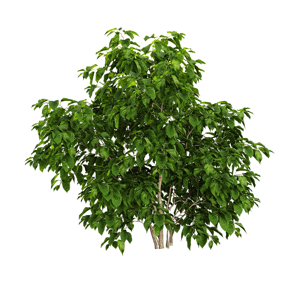 decoration – Stachyuru praecox 3 3D Model