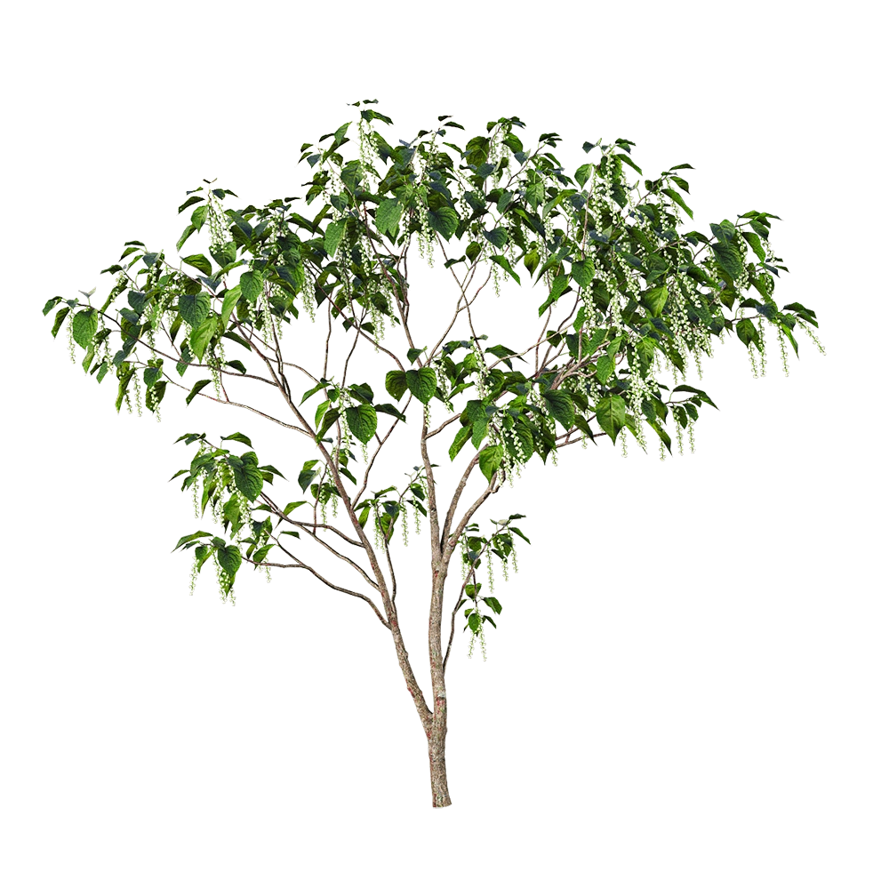 decoration – Stachyuru praecox 4 3D Model