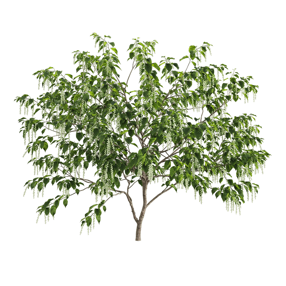 decoration – Stachyuru praecox 5 3D Model