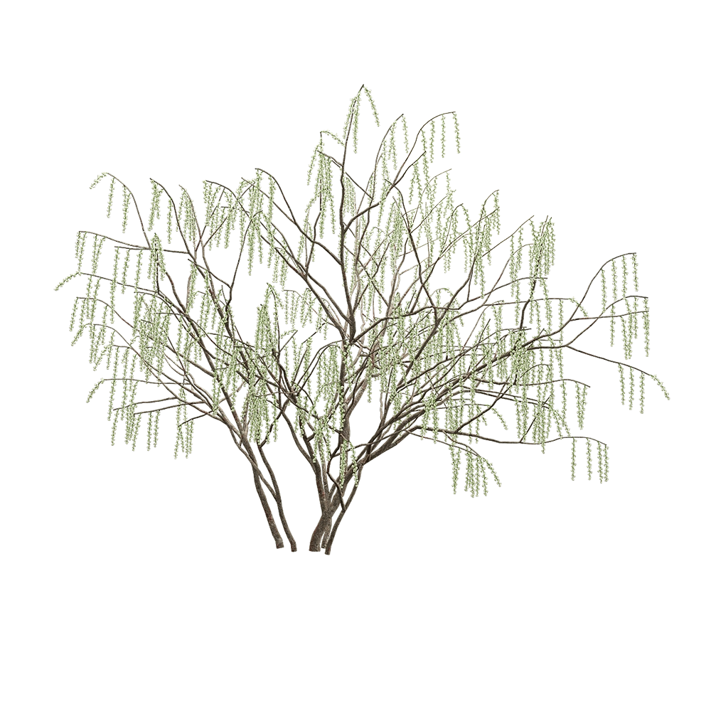 decoration – Stachyuru praecox 6 3D Model