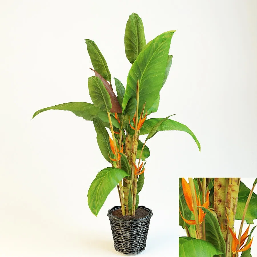 decoration – Strelitzia 3D Model