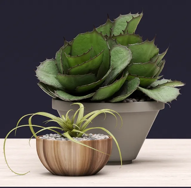 decoration – Succulents 3D Model decoration – Succulents 3D Model
