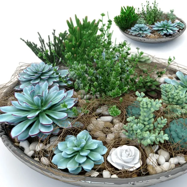 decoration – Succulentus 3D Model decoration – Succulentus 3D Model