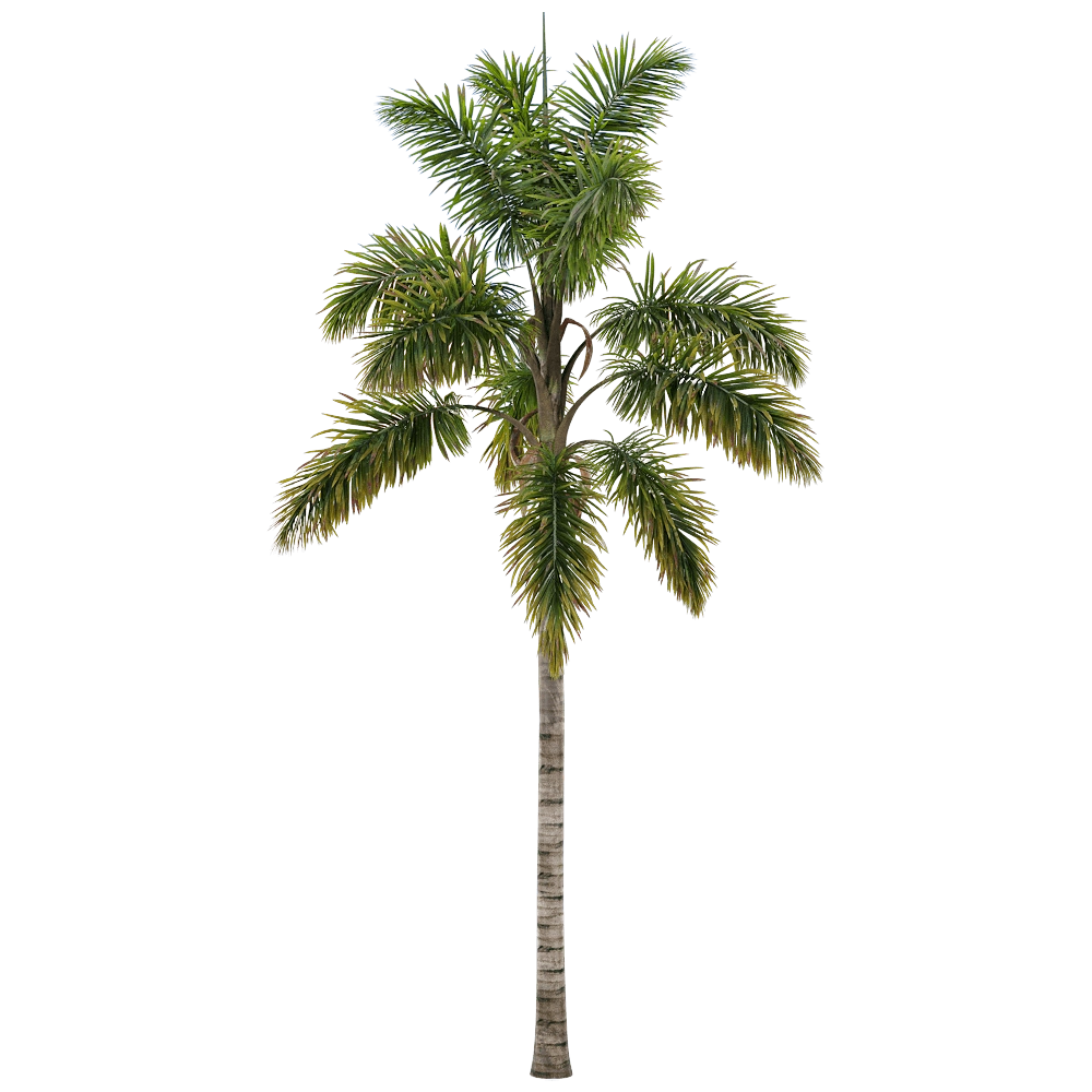 decoration – Syagrus sancona 2 3D Model