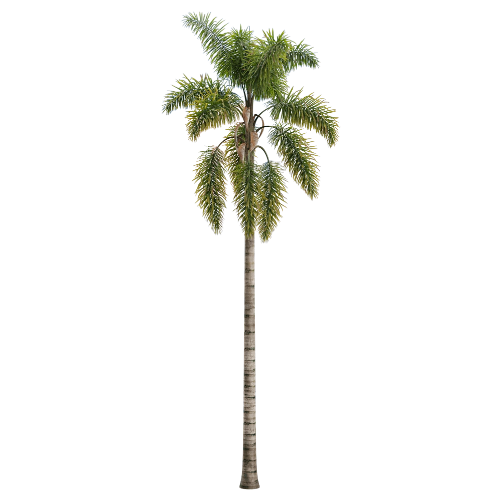 decoration – Syagrus sancona 3 3D Model