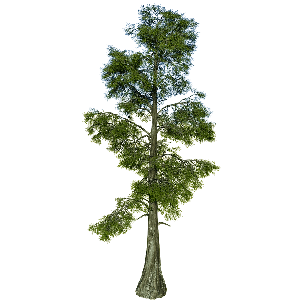 decoration – Taxodium Distichum 01 01 3D Model