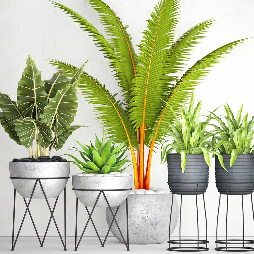 decoration – The collection of plants in pots 17 3D Model