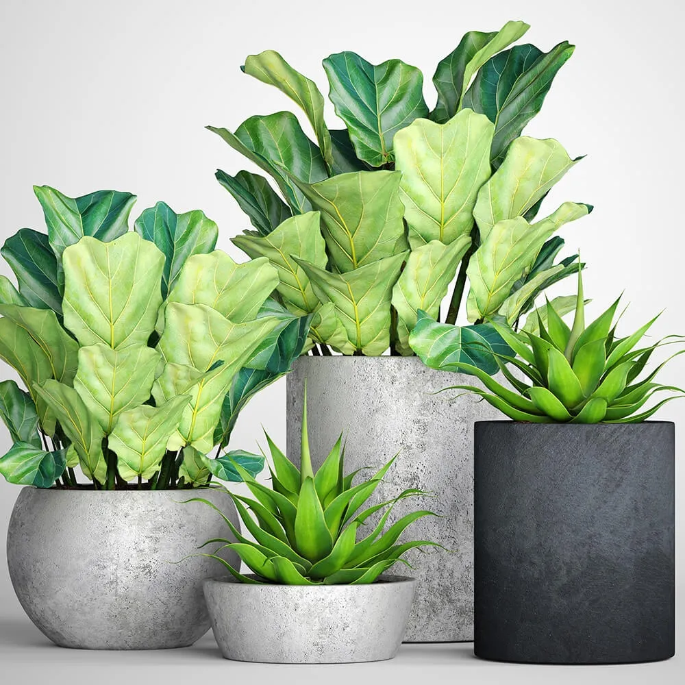 decoration – The collection of plants in pots 18 3D Model