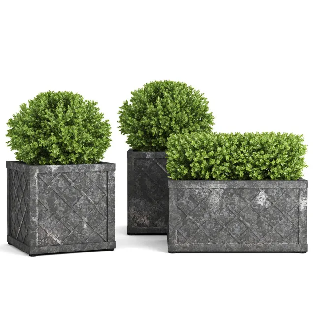 decoration – The collection of plants in pots 32 3D Model