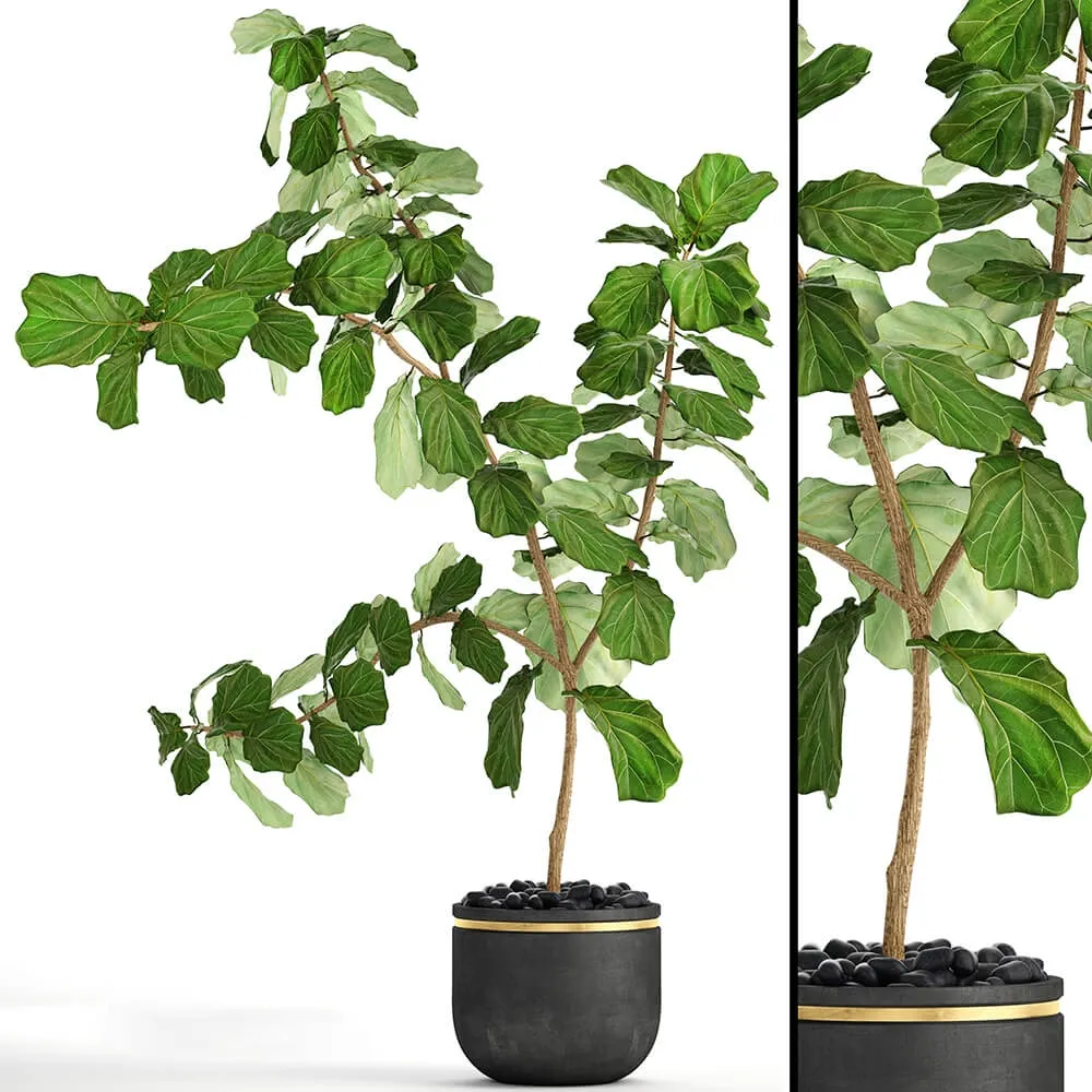 decoration – The ficus is lyrata 10 3D Model decoration – The ficus is lyrata 10 3D Model