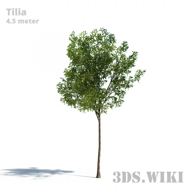decoration – Tilia tree (Linden) 3D Model