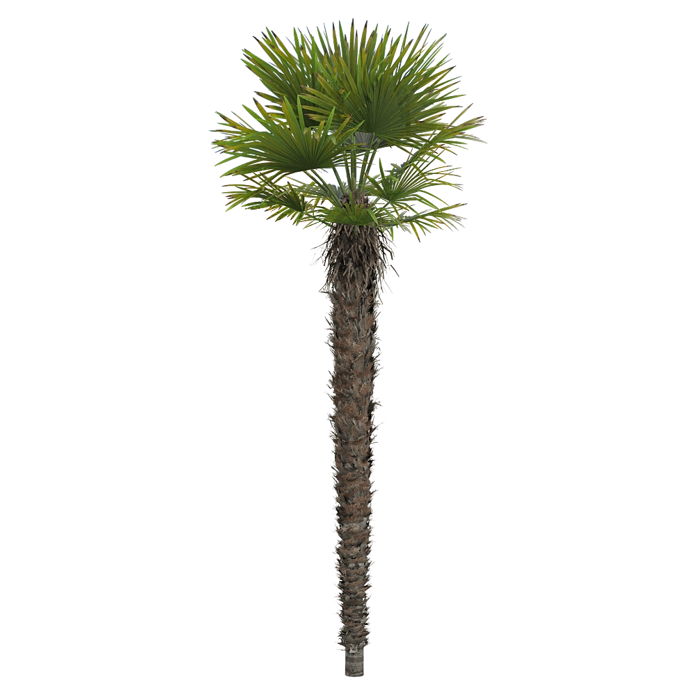 decoration – Trachycarpus fortunei 1 3D Model