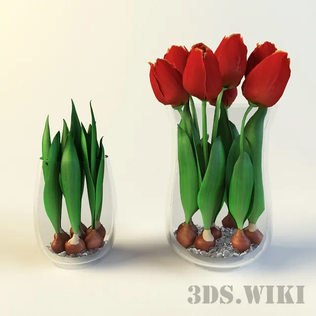 decoration – Tulip bulbs and tulips in glass vases 3D Model