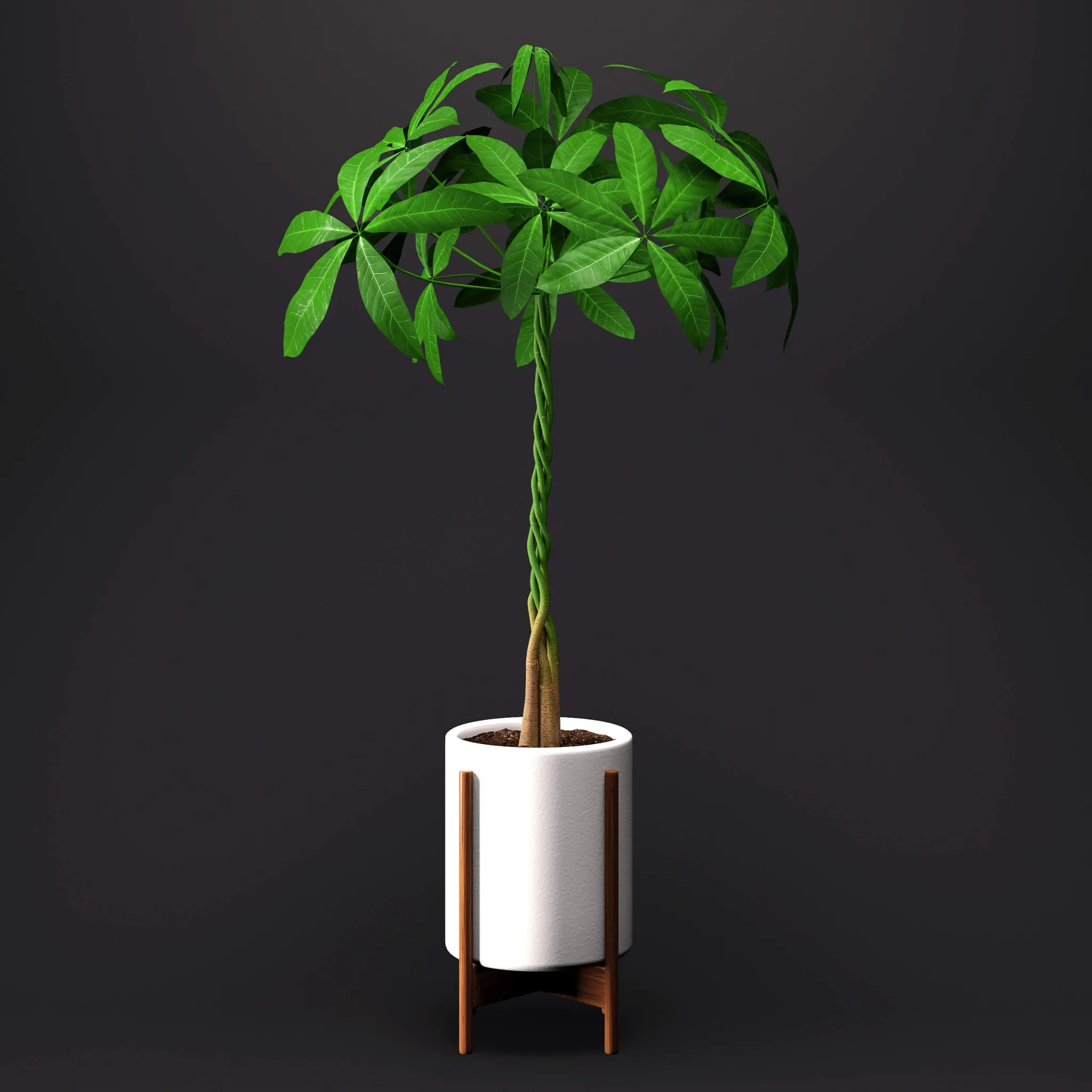 decoration – Umbrella Plant – Schefflera 3D Model decoration – Umbrella Plant – Schefflera 3D Model