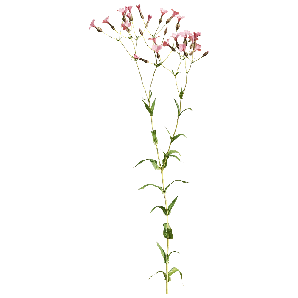 decoration – Vaccaria hispanica 1 3D Model decoration – Vaccaria hispanica 1 3D Model