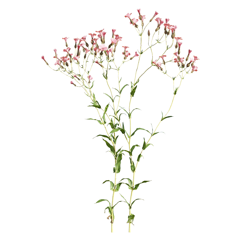 decoration – Vaccaria hispanica 2 3D Model decoration – Vaccaria hispanica 2 3D Model