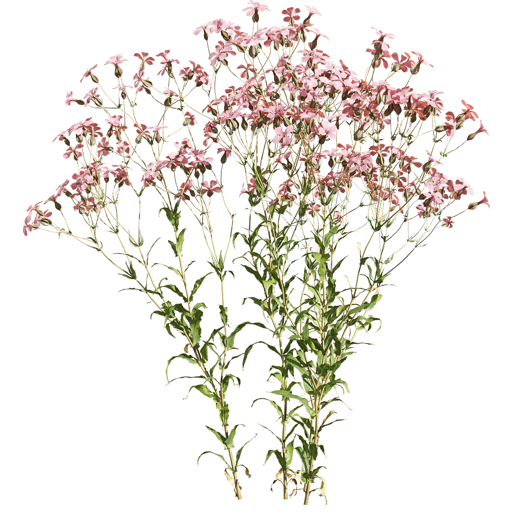 decoration – Vaccaria hispanica 4 3D Model decoration – Vaccaria hispanica 4 3D Model