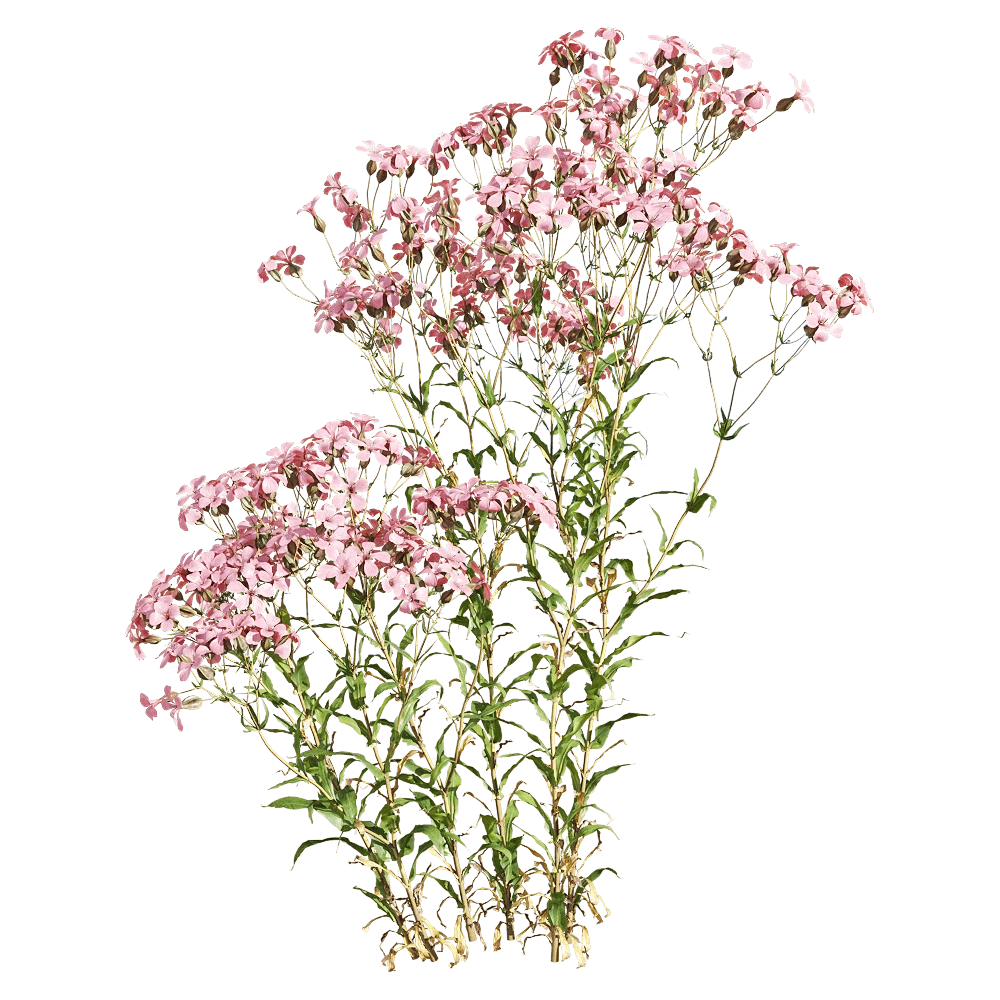 decoration – Vaccaria hispanica 5 3D Model decoration – Vaccaria hispanica 5 3D Model