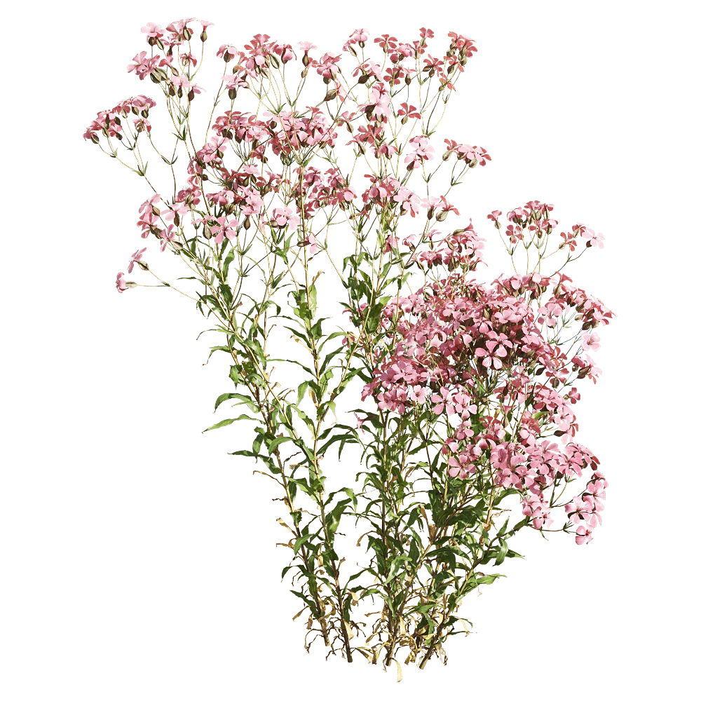 decoration – Vaccaria hispanica 6 3D Model decoration – Vaccaria hispanica 6 3D Model