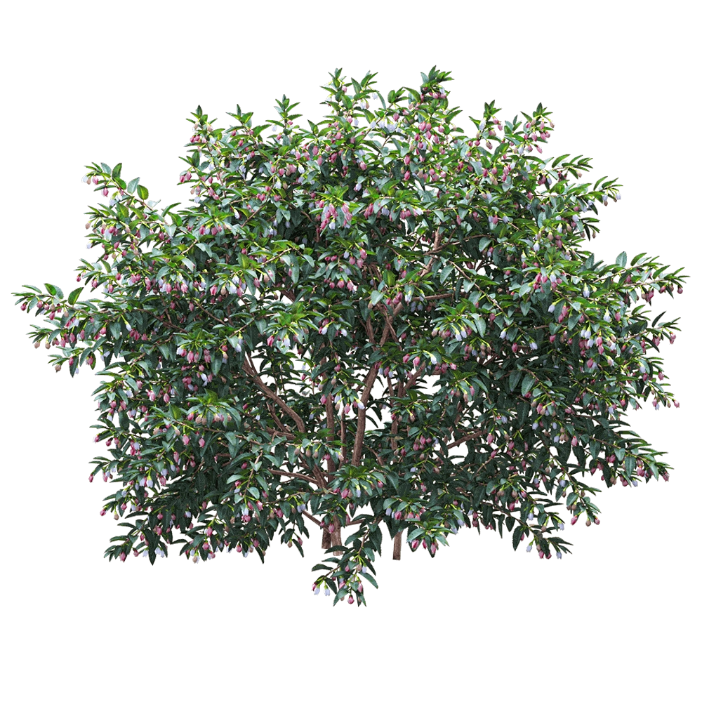 decoration – Vaccinium ovatum 1 3D Model