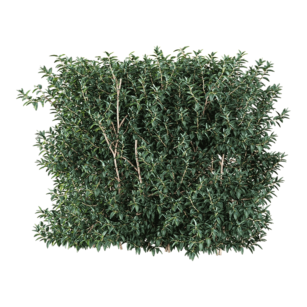 decoration – Vaccinium ovatum 3 3D Model