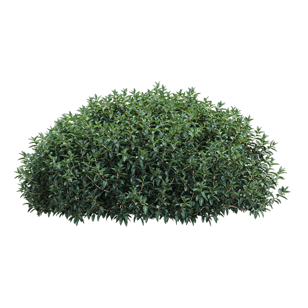 decoration – Vaccinium ovatum 4 3D Model