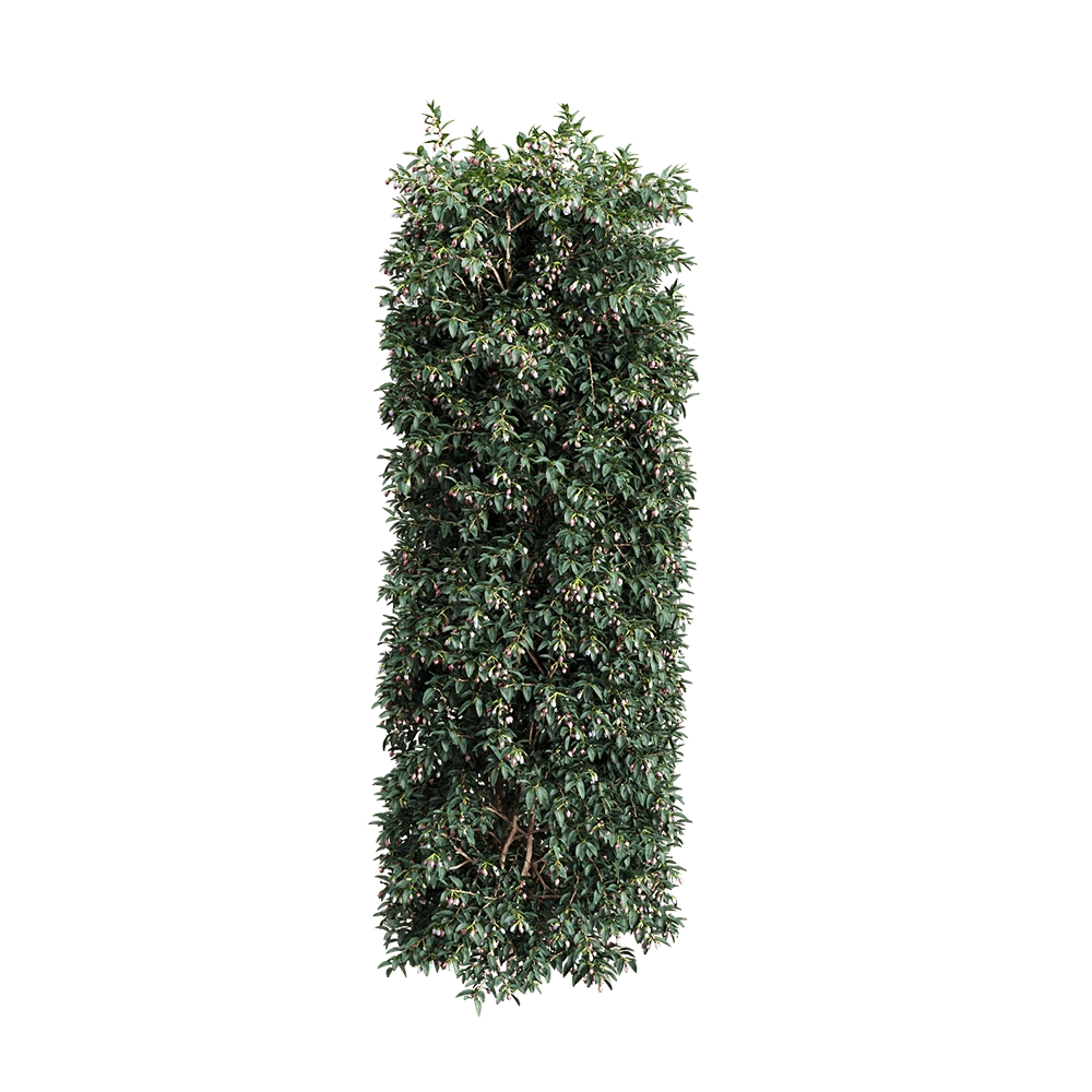 decoration – Vaccinium ovatum 5 3D Model