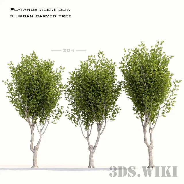 decoration – Various city trees “Maple-leaved sycamore” 3D Model