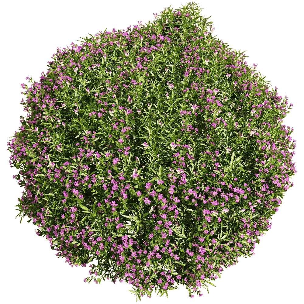 decoration – Viola tricolor 1 3D Model decoration – Viola tricolor 1 3D Model