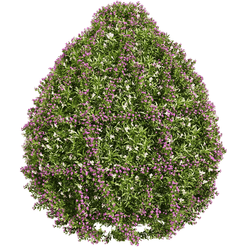 decoration – Viola tricolor 3 3D Model decoration – Viola tricolor 3 3D Model