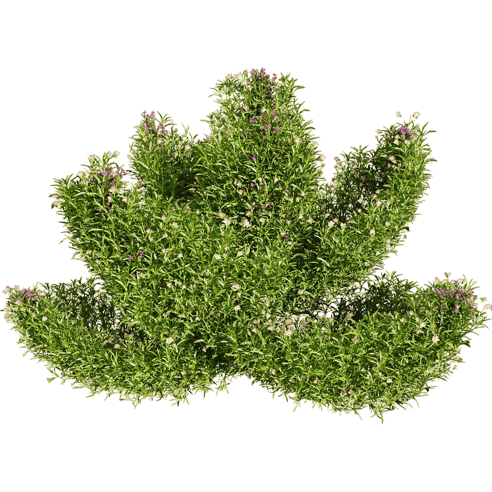 decoration – Viola tricolor 4 3D Model decoration – Viola tricolor 4 3D Model