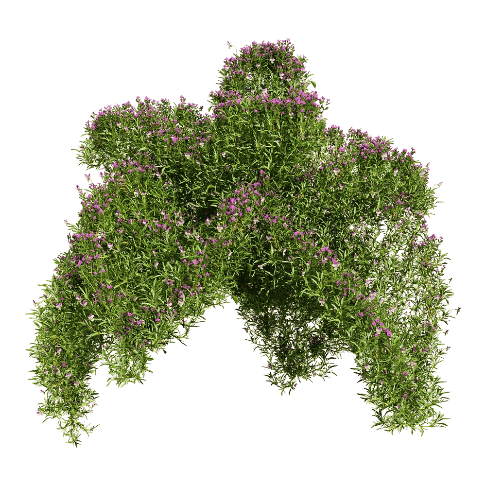 decoration – Viola tricolor 5 3D Model decoration – Viola tricolor 5 3D Model