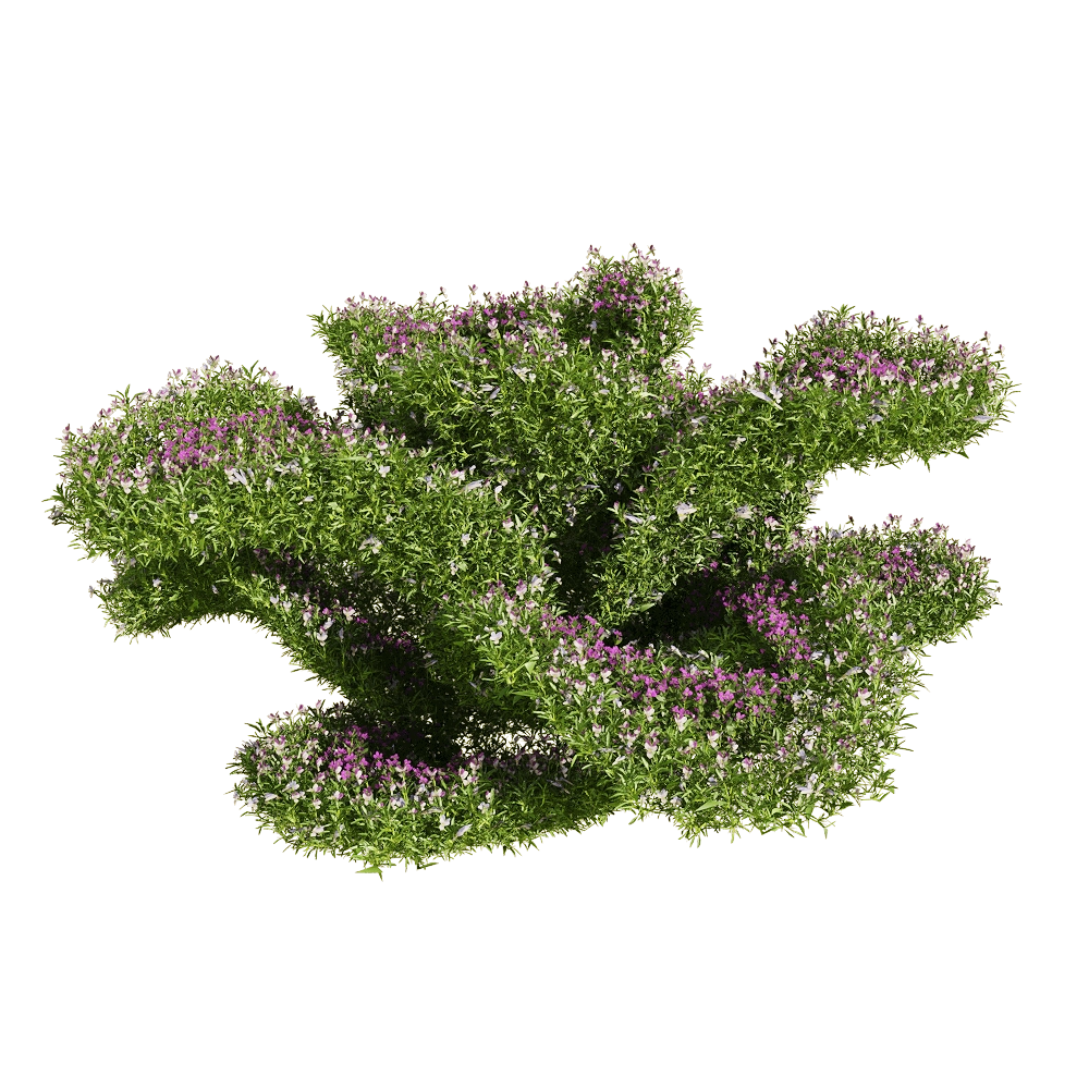 decoration – Viola tricolor 6 3D Model decoration – Viola tricolor 6 3D Model