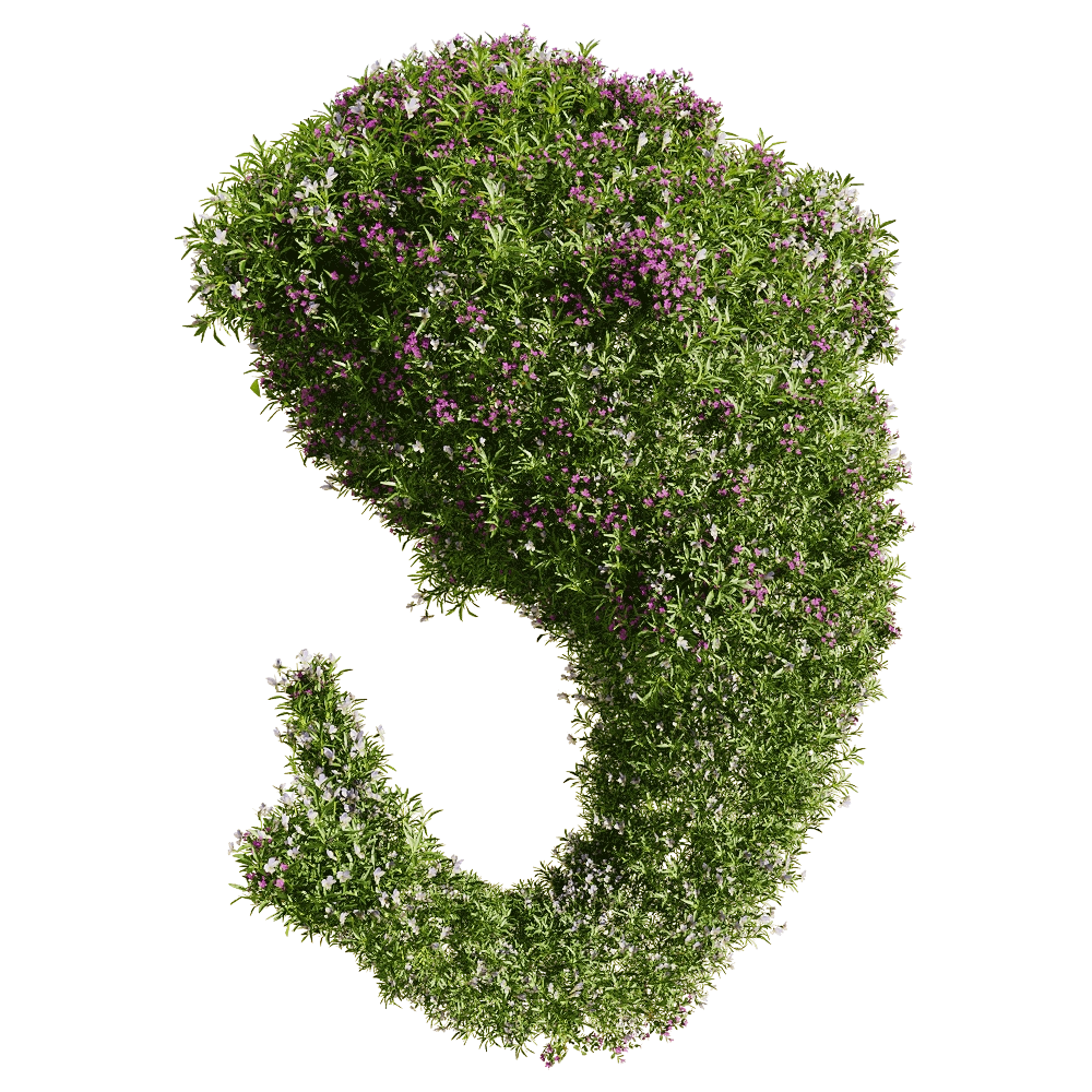 decoration – Viola tricolor 9 3D Model decoration – Viola tricolor 9 3D Model