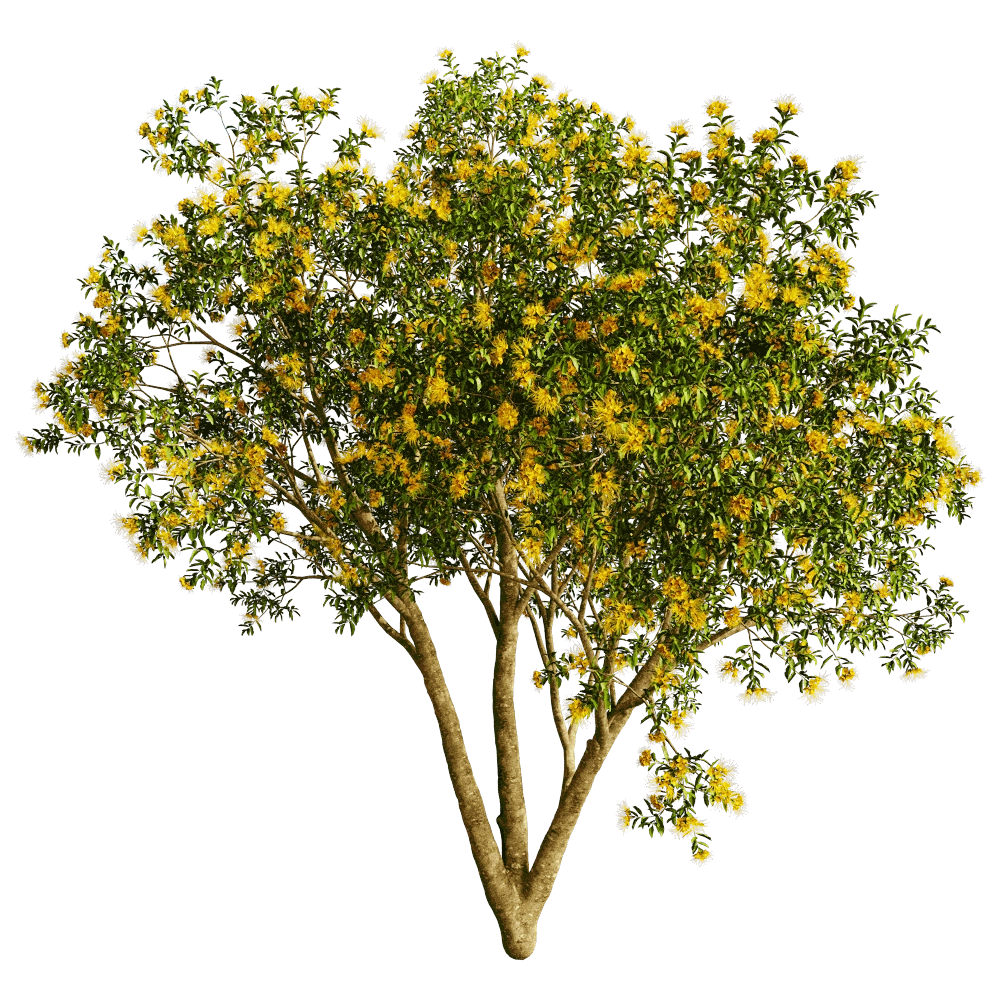 decoration – Xanthostemon Chrysanthus 01 01 3D Model